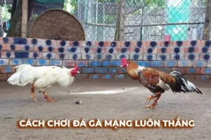 Bật Mí Cách Chơi Đá Gà Sabong Tại KUBET Thắng Lớn Như Chuyên Gia