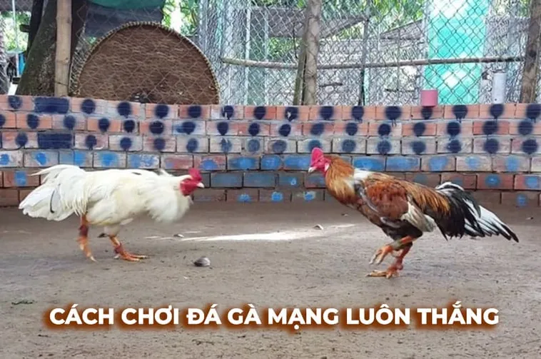 Bật Mí Cách Chơi Đá Gà Sabong Tại KUBET Thắng Lớn Như Chuyên Gia 1 Bật Mí Cách Chơi Đá Gà Sabong Tại KUBET Thắng Lớn Như Chuyên Gia