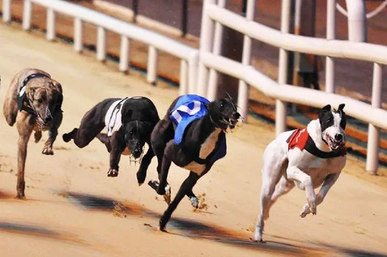 Nắm Trọn Cách Chơi Game Nhanh Đua Chó Tại KUBET Siêu Hấp Dẫn 1 Nắm Trọn Cách Chơi Game Nhanh Đua Chó Tại KUBET Siêu Hấp Dẫn